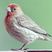House Finch